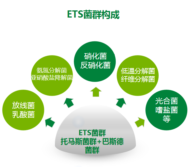 ETS菌群放線菌乳酸菌光合菌托馬斯菌群